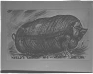 World's largest pig.
