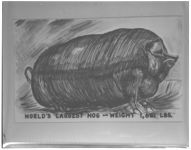 World's largest pig.