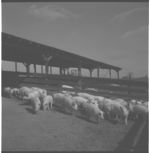 L. J. Daniel hog operation.
