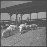 L. J. Daniel hog operation.