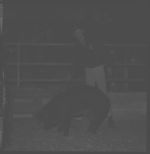 1967 State Spring Barrow Show.