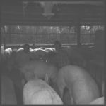 Twittle Barksdale, county agent and Gerald Andrews, swine operation.