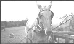 Mule feed only on hay in pasture, no grain, doing full time work.