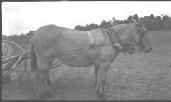 Mule feed only on hay in pasture, no grain, doing full time work.