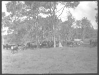 Purebred six months old Brahma calves. C.E. Whaley Ranch at Kissimmee, Fla.