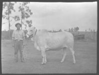 Purebred six months old Brahma calves. C.E. Whaley Ranch at Kissimmee, Fla.