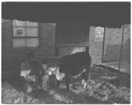 E. I. Sander with bull sold on raffle for 4-H foundation.