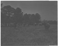 Ewing Farm.