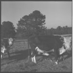 Cows branded.