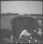 Cows branded.
