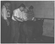 Livestock - Misc.