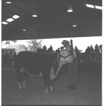 20th Annual Georgia Cattle Show.