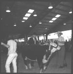 20th Annual Georgia Cattle Show.