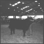 20th Annual Georgia Cattle Show.