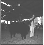 20th Annual Georgia Cattle Show.