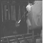Branding, Dehorning Cattle.