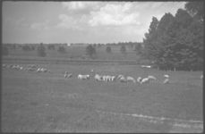 Sheep grazing.