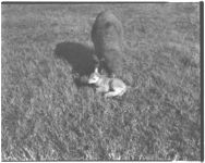 Sheep. Peter Hodkinson cooperator in sheep demonstration program.