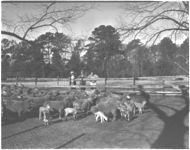Sheep. Peter Hodkinson cooperator in sheep demonstration program.