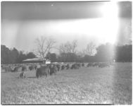 Sheep. Peter Hodkinson cooperator in sheep demonstration program.