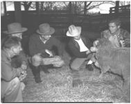 Sheep. Peter Hodkinson cooperator in sheep demonstration program.