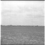 R. O. Clark Farm sheep.