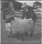 R. O. Clark Farm sheep.