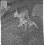 R. O. Clark Farm sheep.