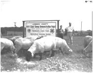 James Colburn 1st 4-H C. Sheep Project in State.
