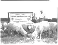 James Colburn 1st 4-H C. Sheep Project in State.