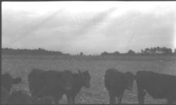 Sheep grazing and sheep demonstration.