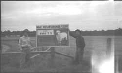 Sheep grazing and sheep demonstration.