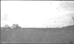 Sheep grazing and sheep demonstration.
