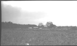 Sheep grazing and sheep demonstration.