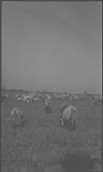 Sheep demonstration and pasture. Hermon Fridson.