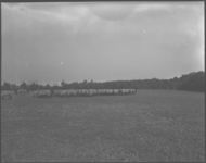 Sheep demonstration farms.
