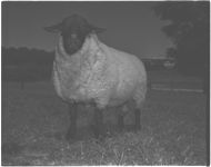 Sheep at Col. farm for Meat trucks.