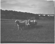 Livestock - Sheep