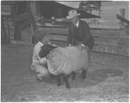 R. O. Clarke - Sheep Demonstration Farmer