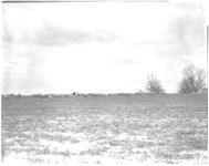 R. O. Clarke - Sheep Demonstration Farmer