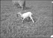 Young lamb from University of Georgia flock.