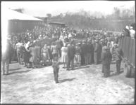 Cattle Show Sale at McRae.