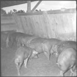 Hog Sales Barn and Farm Bldgs.