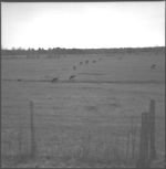 Winter grazing.