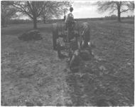 Preparing land for corn using Rotary Hoe. Also harrowing land for corn.