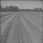 Spot land prep and herbicide application.