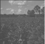 Soybeans. CP Exp. Sta. Thomas Co.