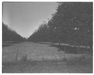 Pecans