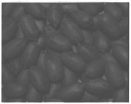 Pecans