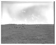 County Agent; Pastures